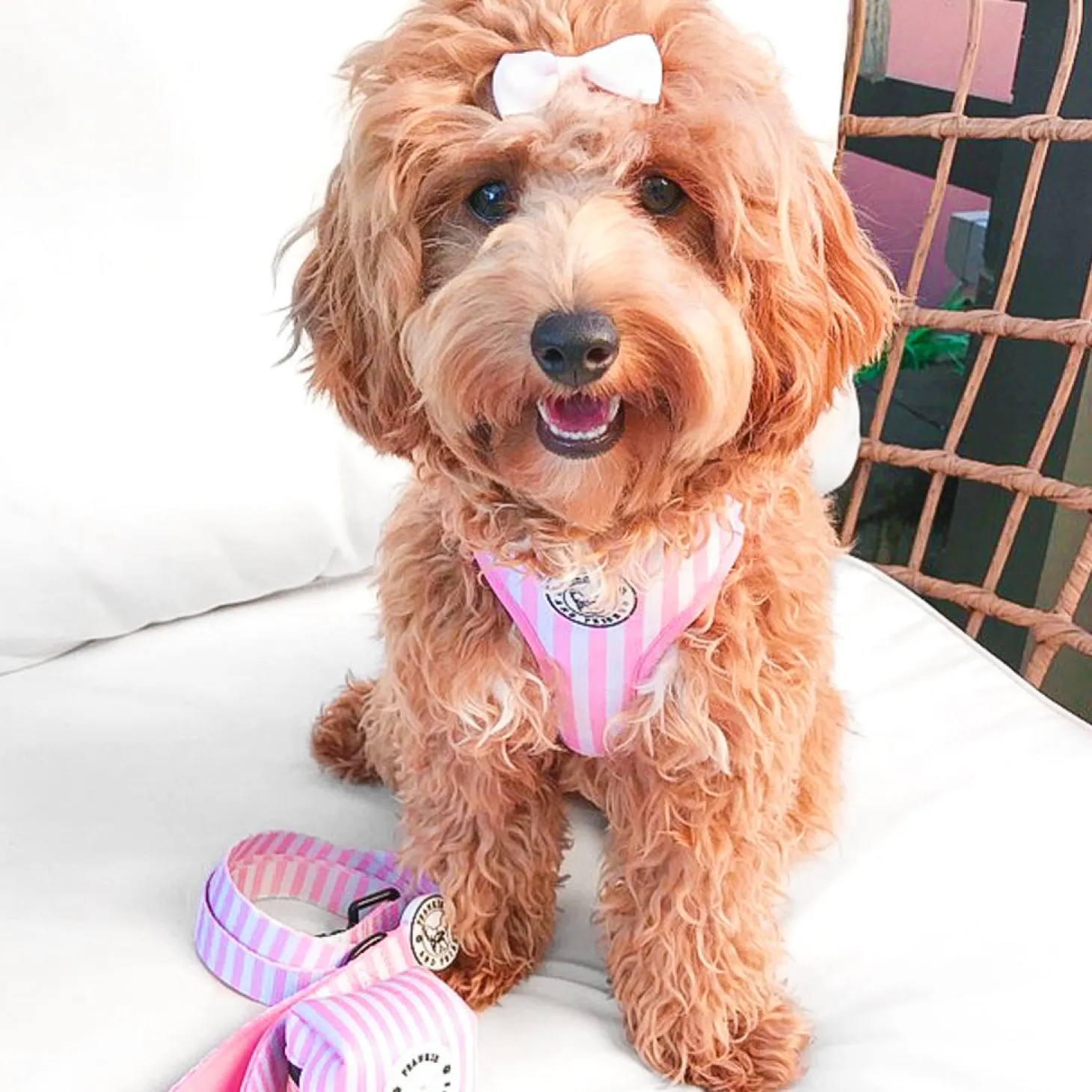 Pink Candy Stripe - Adjustable Harness