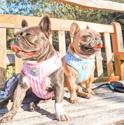 Pink Candy Stripe - Adjustable Harness