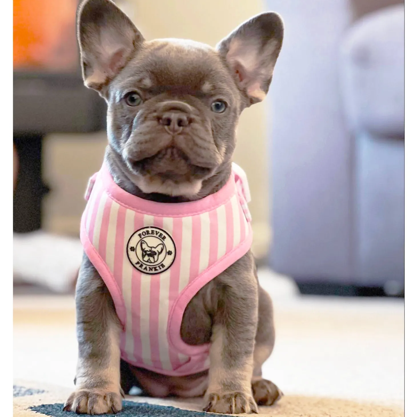Pink Candy Stripe - Adjustable Harness