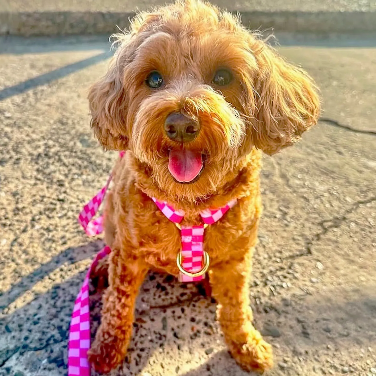 Pink Lemonade Check - Luxe Strap Harness