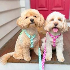 Pink Lemonade Check - Luxe Strap Harness
