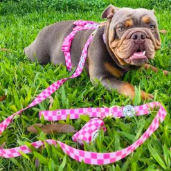 Pink Lemonade Check - Luxe Strap Harness
