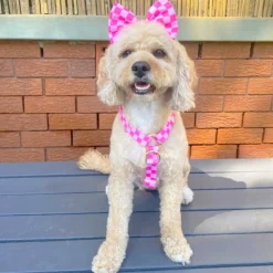 Pink Lemonade Check - Luxe Strap Harness