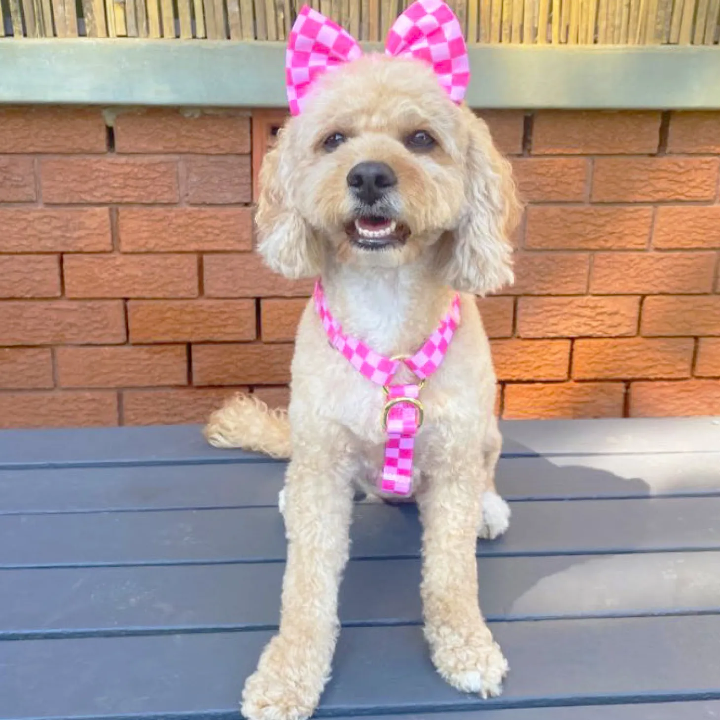 Pink Lemonade Check - Luxe Strap Harness