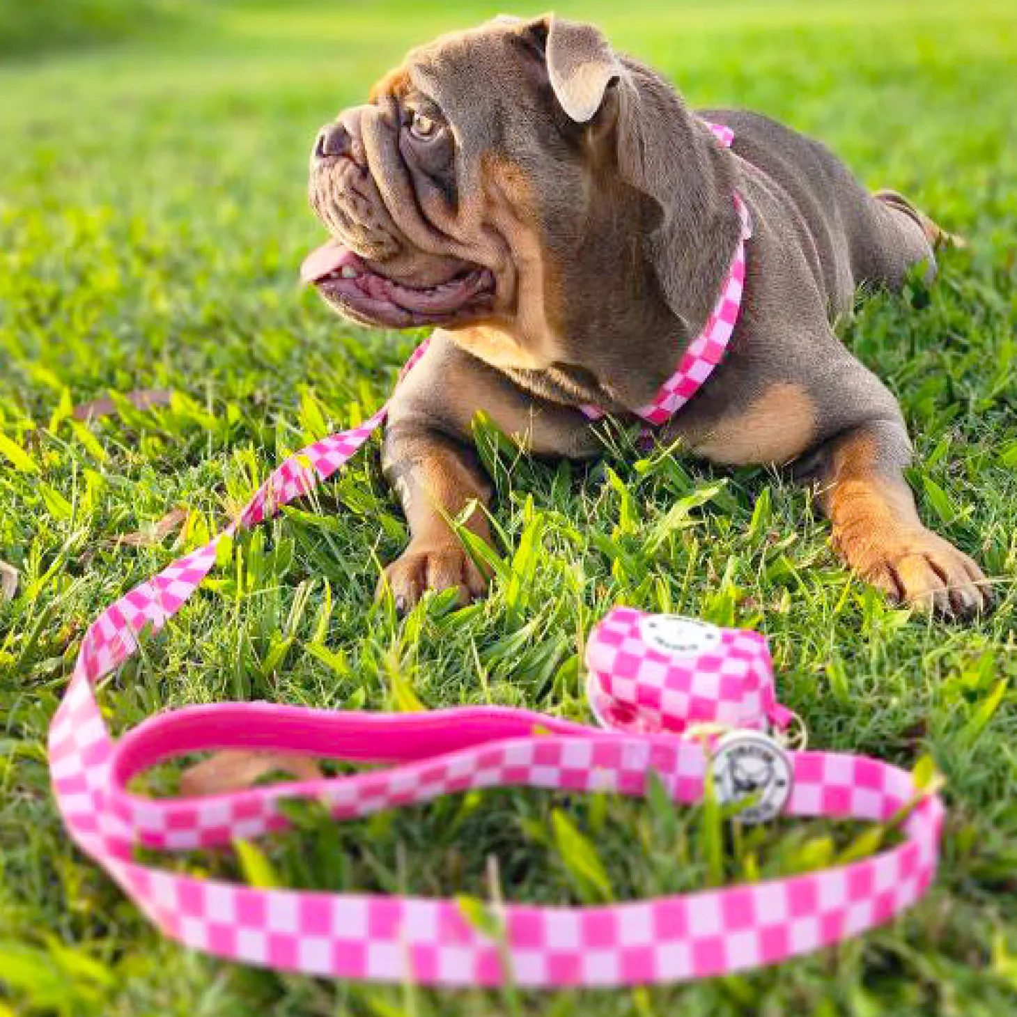 Pink Lemonade Check - Luxe Strap Harness