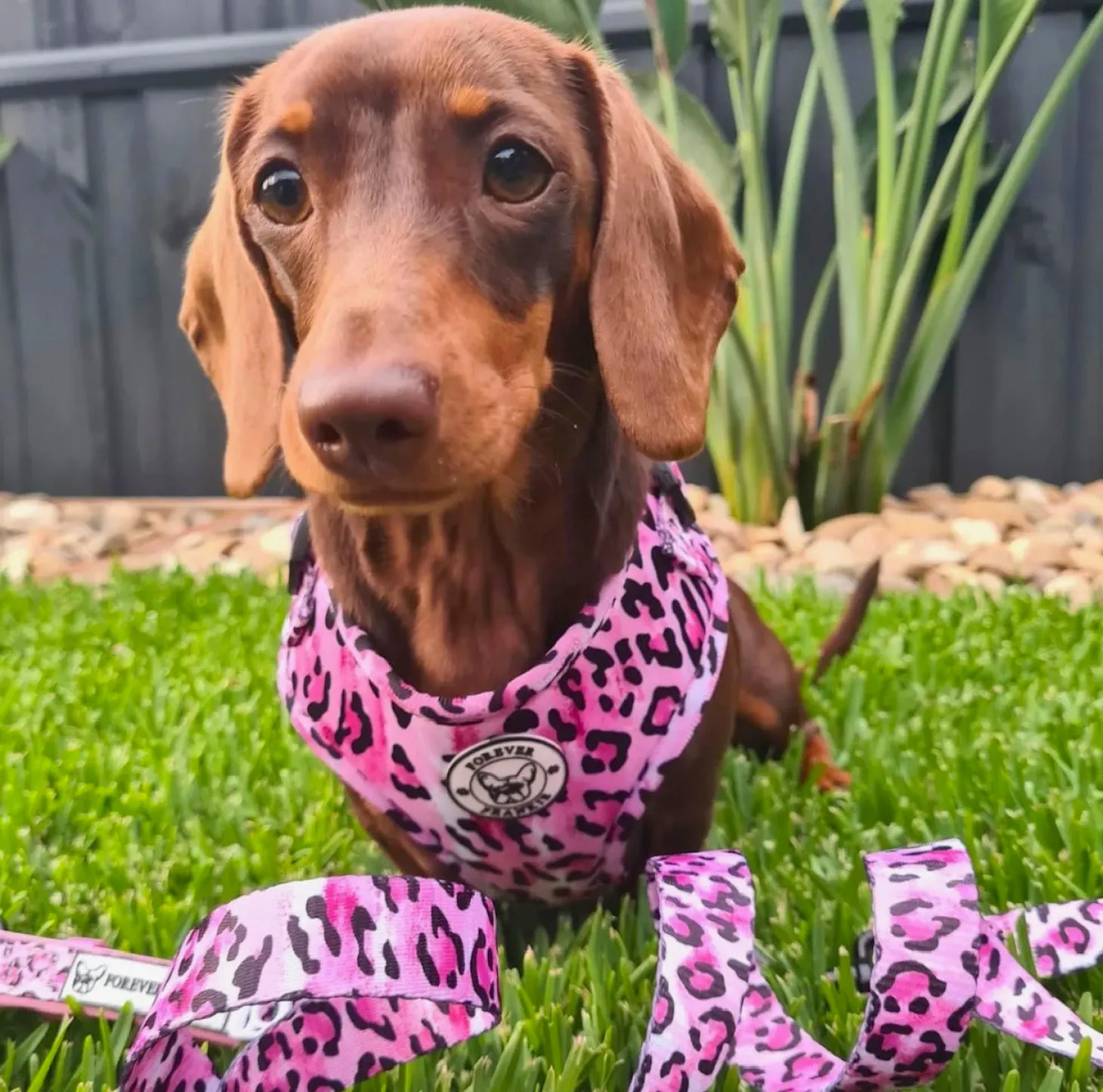 Pink Leopard - Adjustable Harness