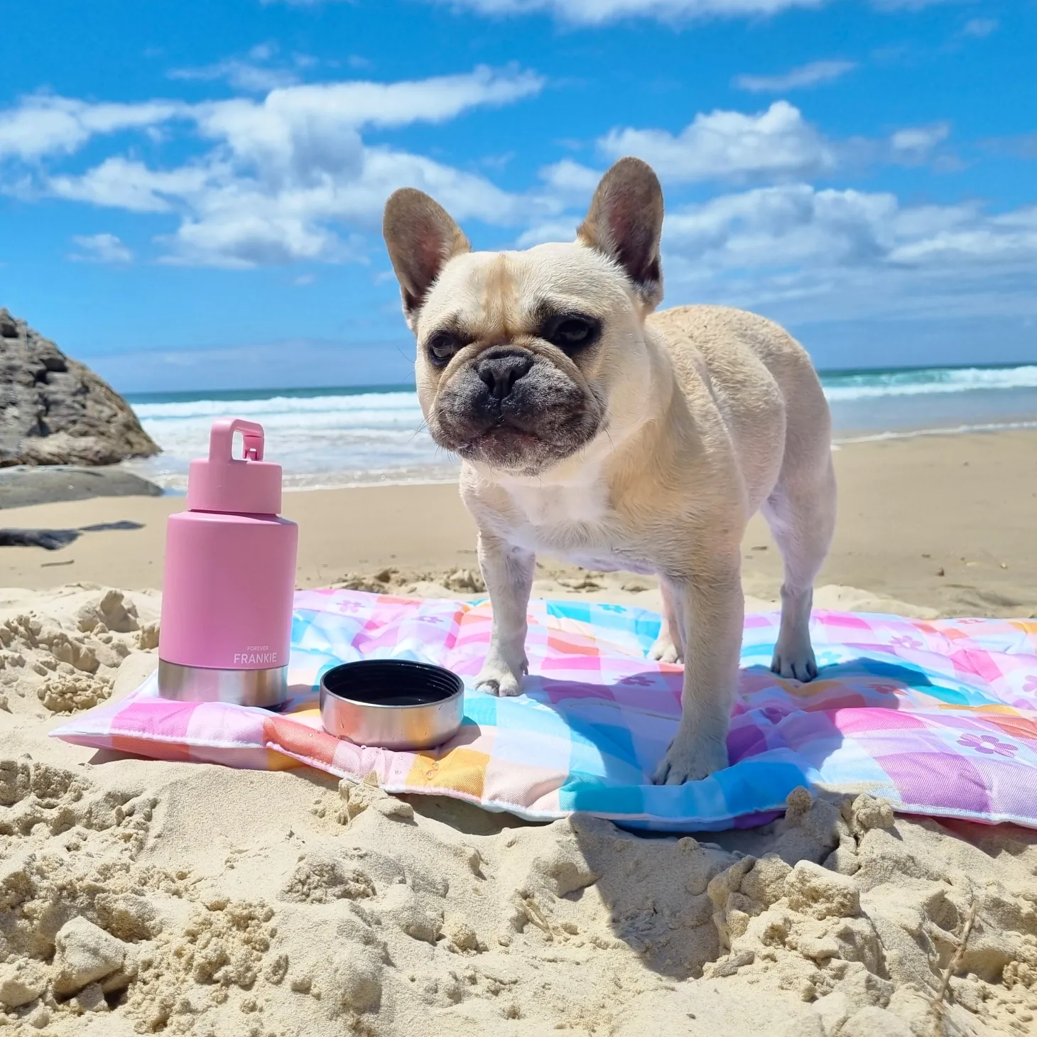 Pink Portable Human / Dog Stainless Steel Adventure Drink Bottles