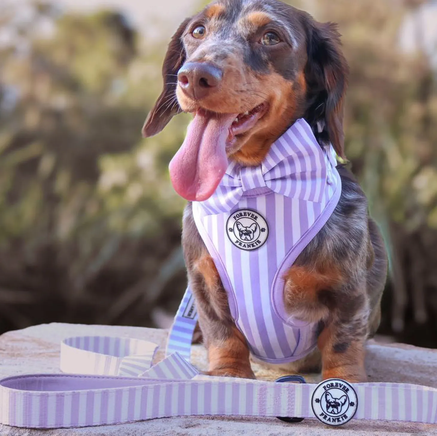Purple Candy Stripe - Adjustable Harness