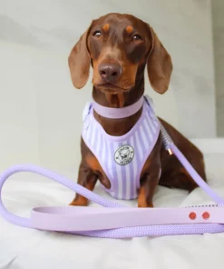 Purple Candy Stripe - Adjustable Harness