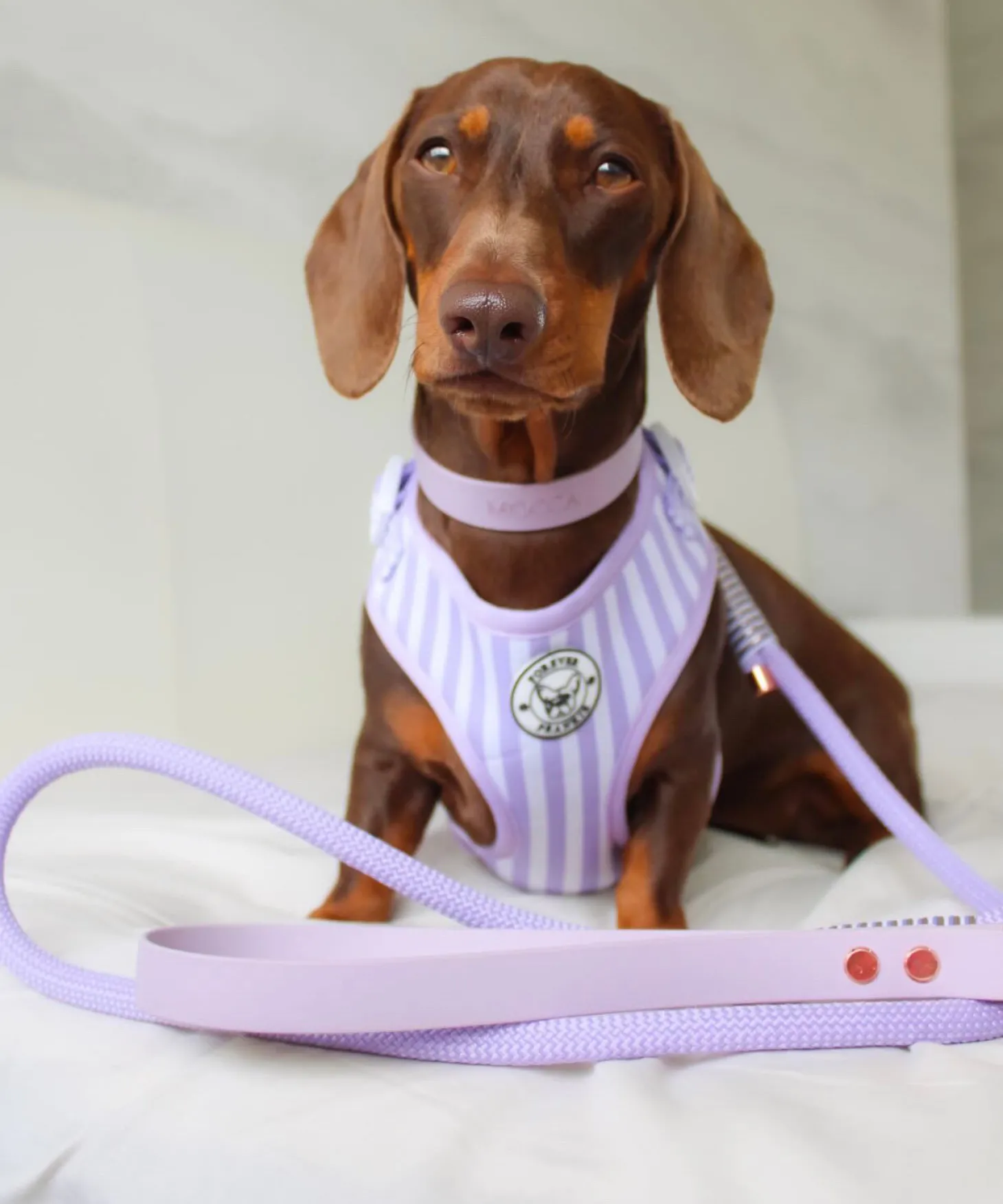 Purple Candy Stripe - Adjustable Harness