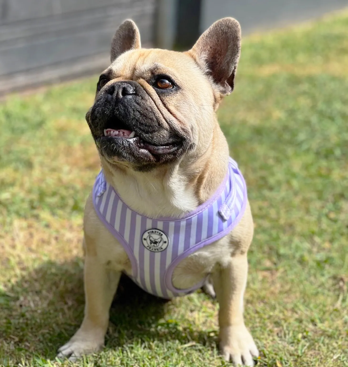 Purple Candy Stripe - Adjustable Harness