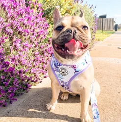 Purple Floral -Adjustable Harness