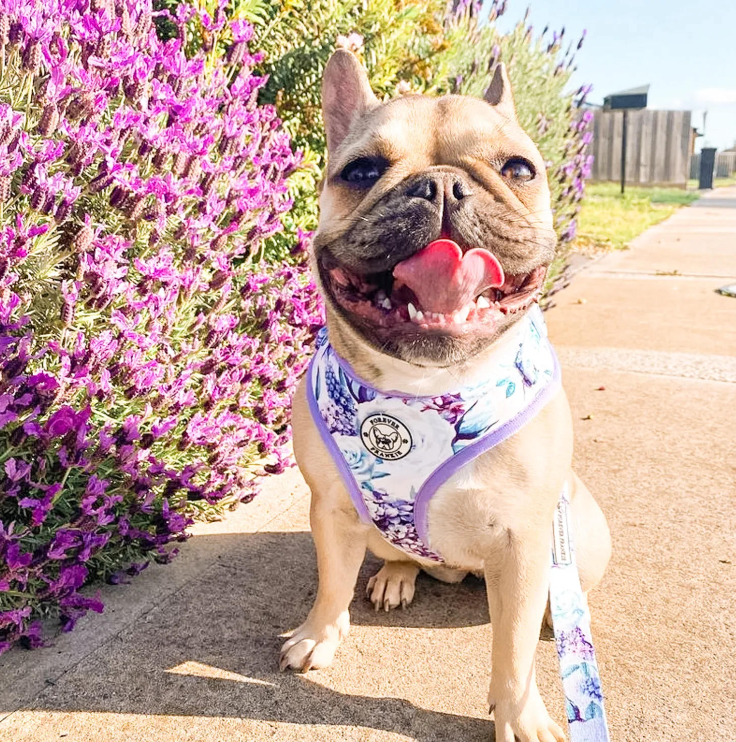 Purple Floral -Adjustable Harness