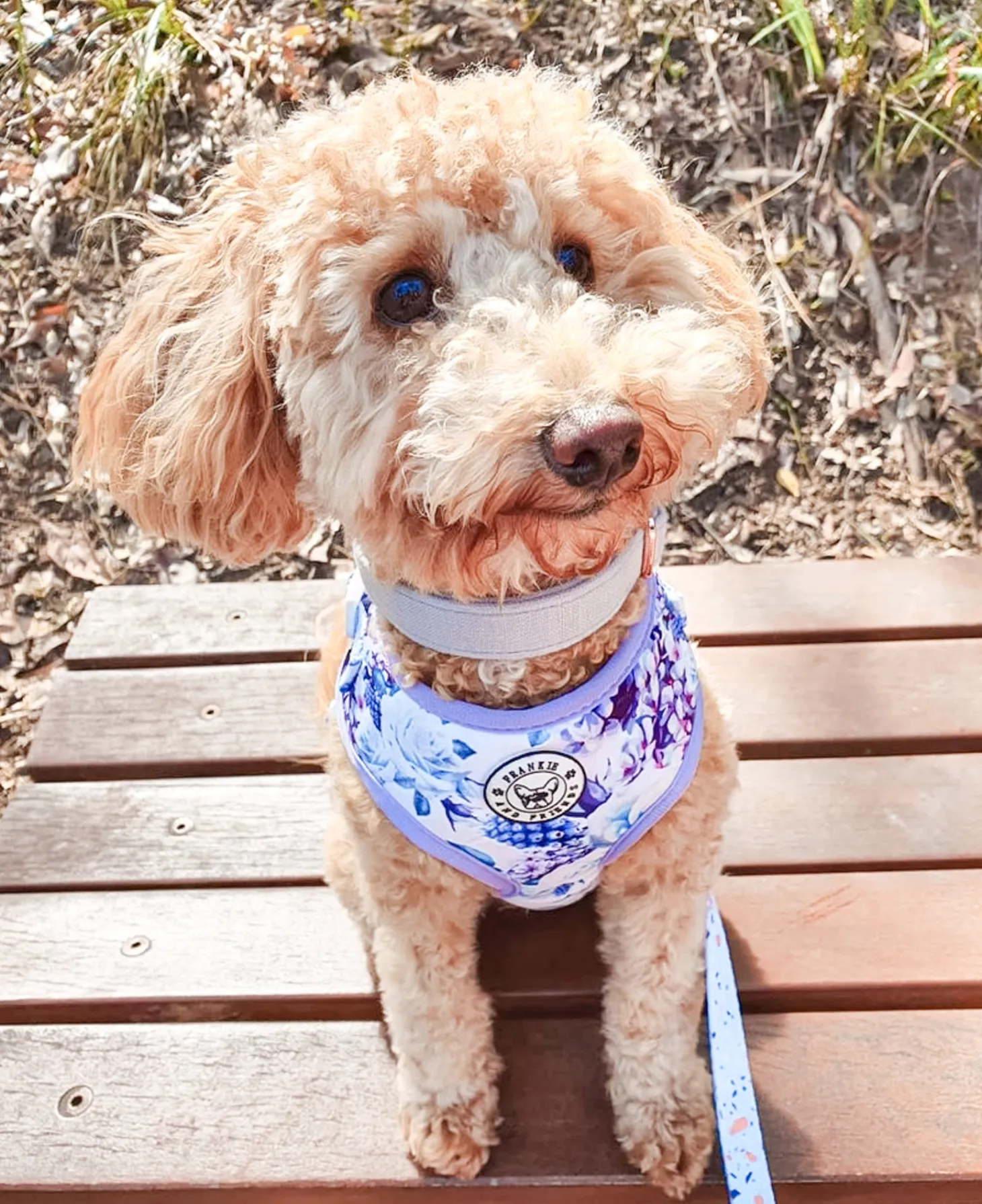 Purple Floral -Adjustable Harness
