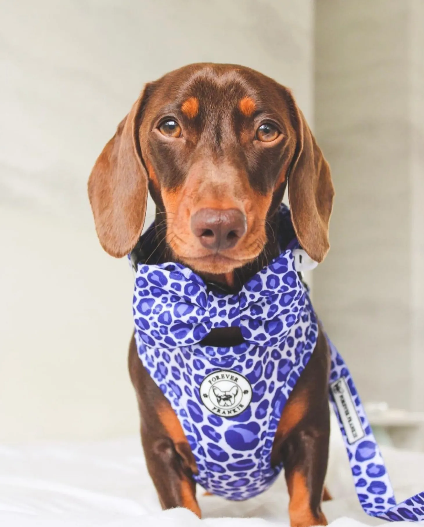 Purple Wild Thing - Adjustable Harness