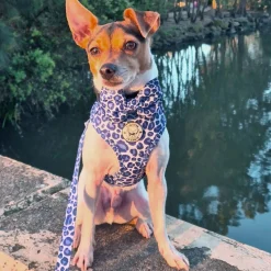 Purple Wild Thing - Adjustable Harness