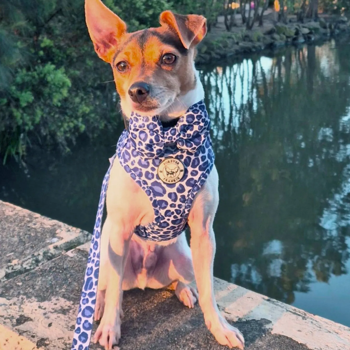 Purple Wild Thing - Adjustable Harness