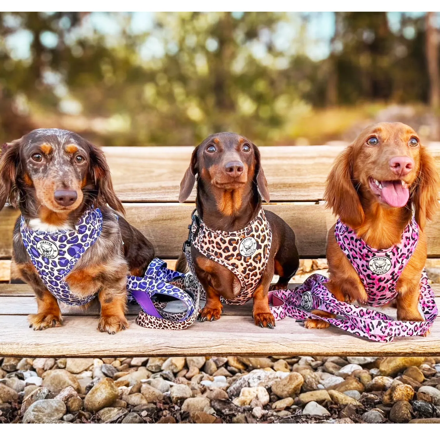 Purple Wild Thing - Adjustable Harness