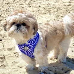 Purple Wild Thing - Adjustable Harness