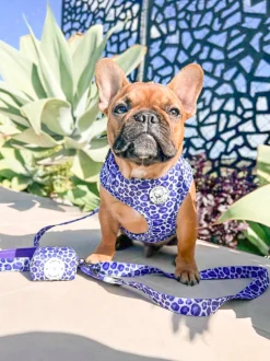 Purple Wild Thing - Adjustable Harness