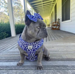 Purple Wild Thing - Adjustable Harness