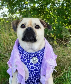 Purple Wild Thing - Adjustable Harness