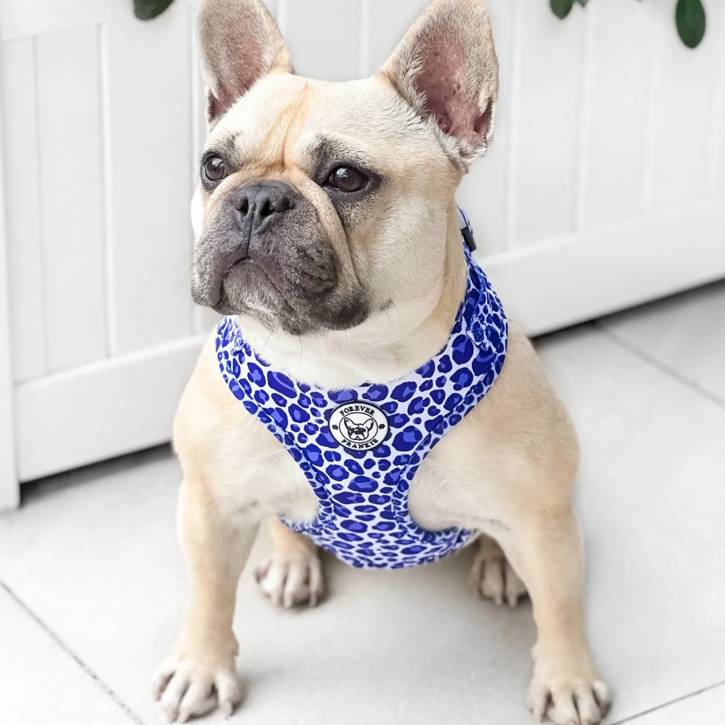 Purple Wild Thing - Adjustable Harness