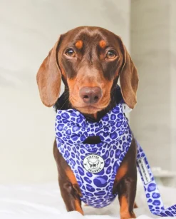 Purple Wild Thing - Bow Tie