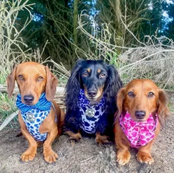 Purple Wild Thing - Bow Tie