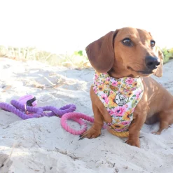 Rainbow Unicorn Ombre - Rope Dog Lead