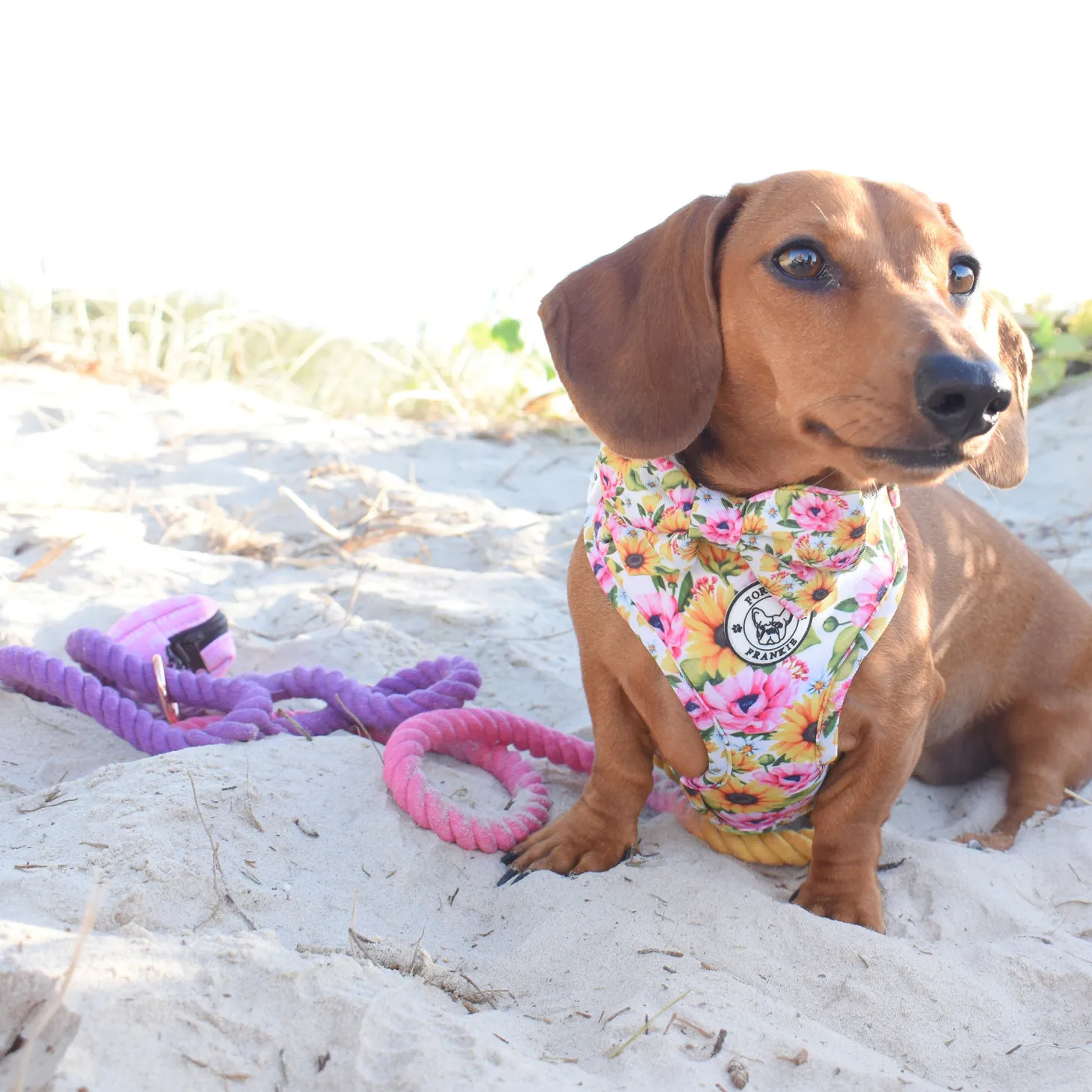 Rainbow Unicorn Ombre - Rope Dog Lead