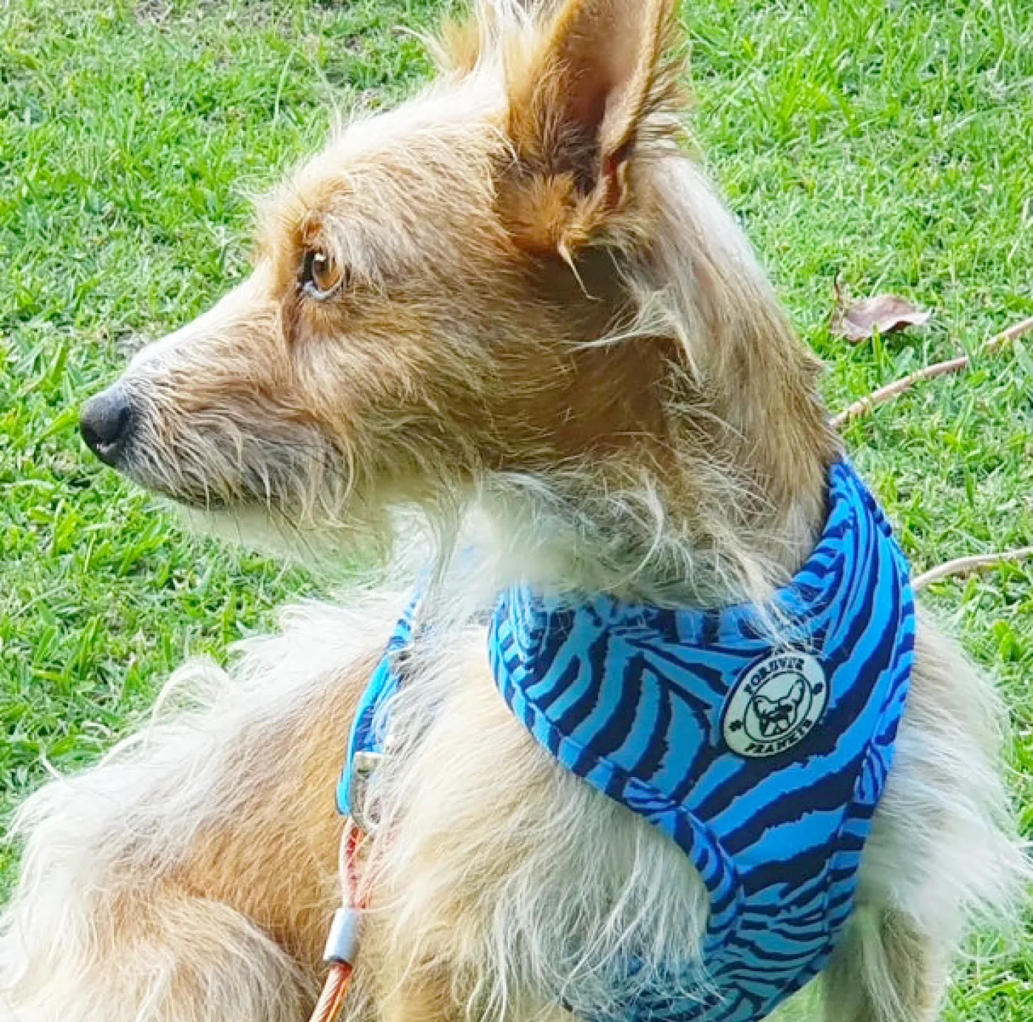 Safari Blues - Adjustable Harness