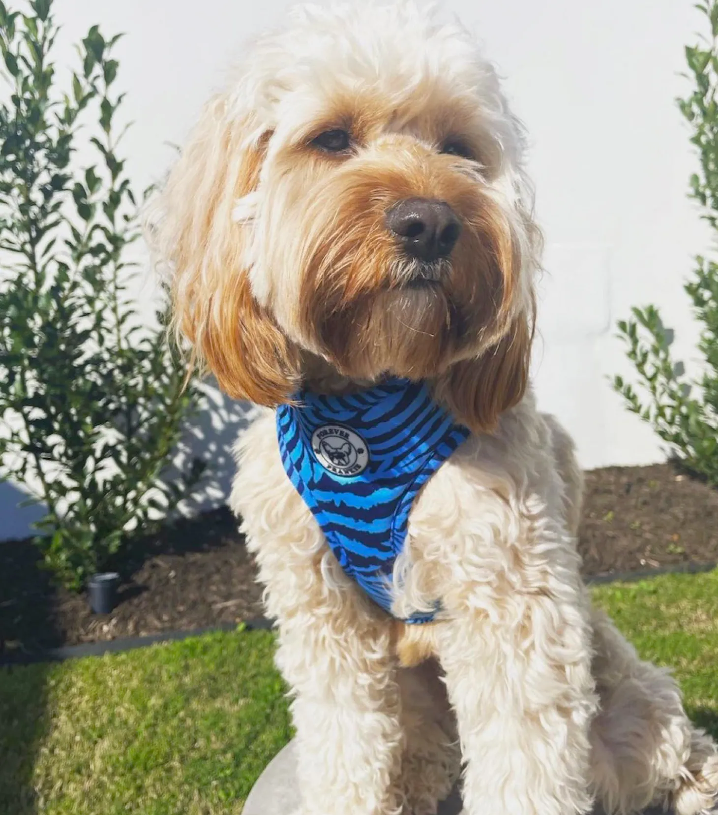 Safari Blues - Adjustable Harness