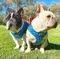 Safari Blues - Adjustable Harness