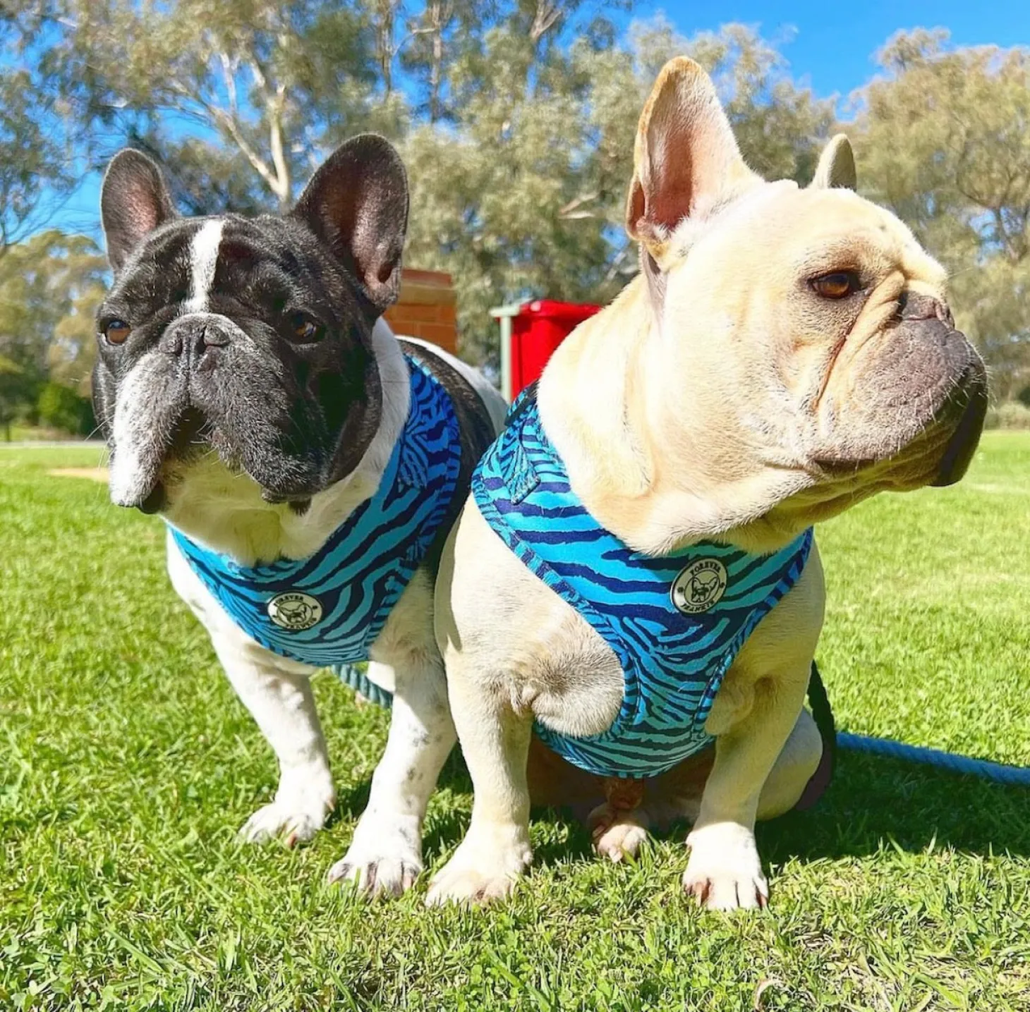 Safari Blues - Adjustable Harness