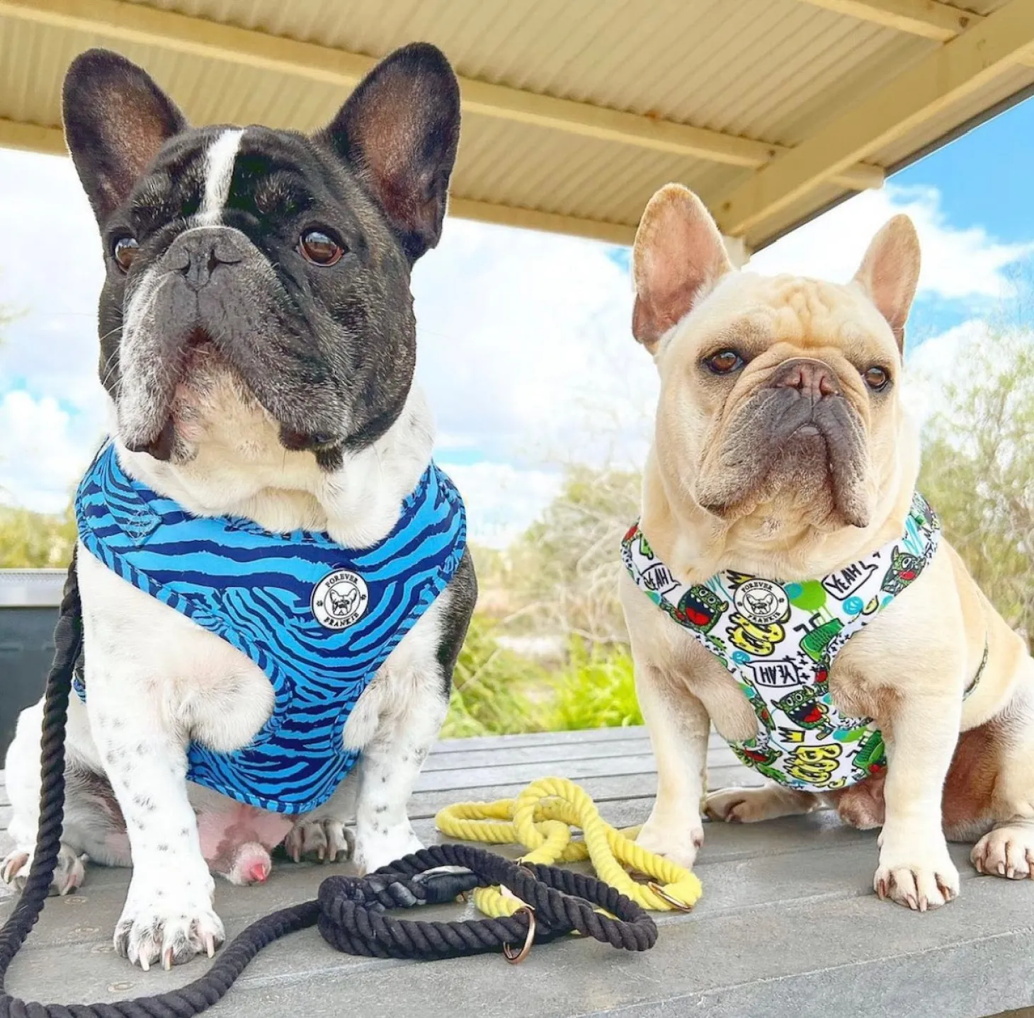 Safari Blues - Adjustable Harness