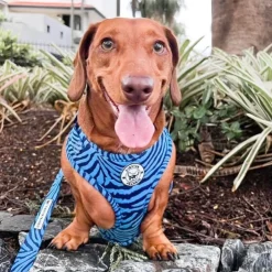 Safari Blues - Adjustable Harness