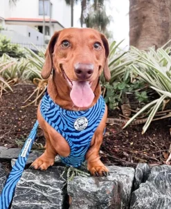 Safari Blues - Dog Lead