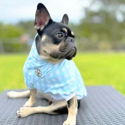 Seafoam Snuggles Dog Skivvie (Limited Edition)