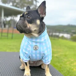 Seafoam Snuggles Dog Skivvie (Limited Edition)