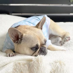 Seafoam Snuggles Dog Skivvie (Limited Edition)