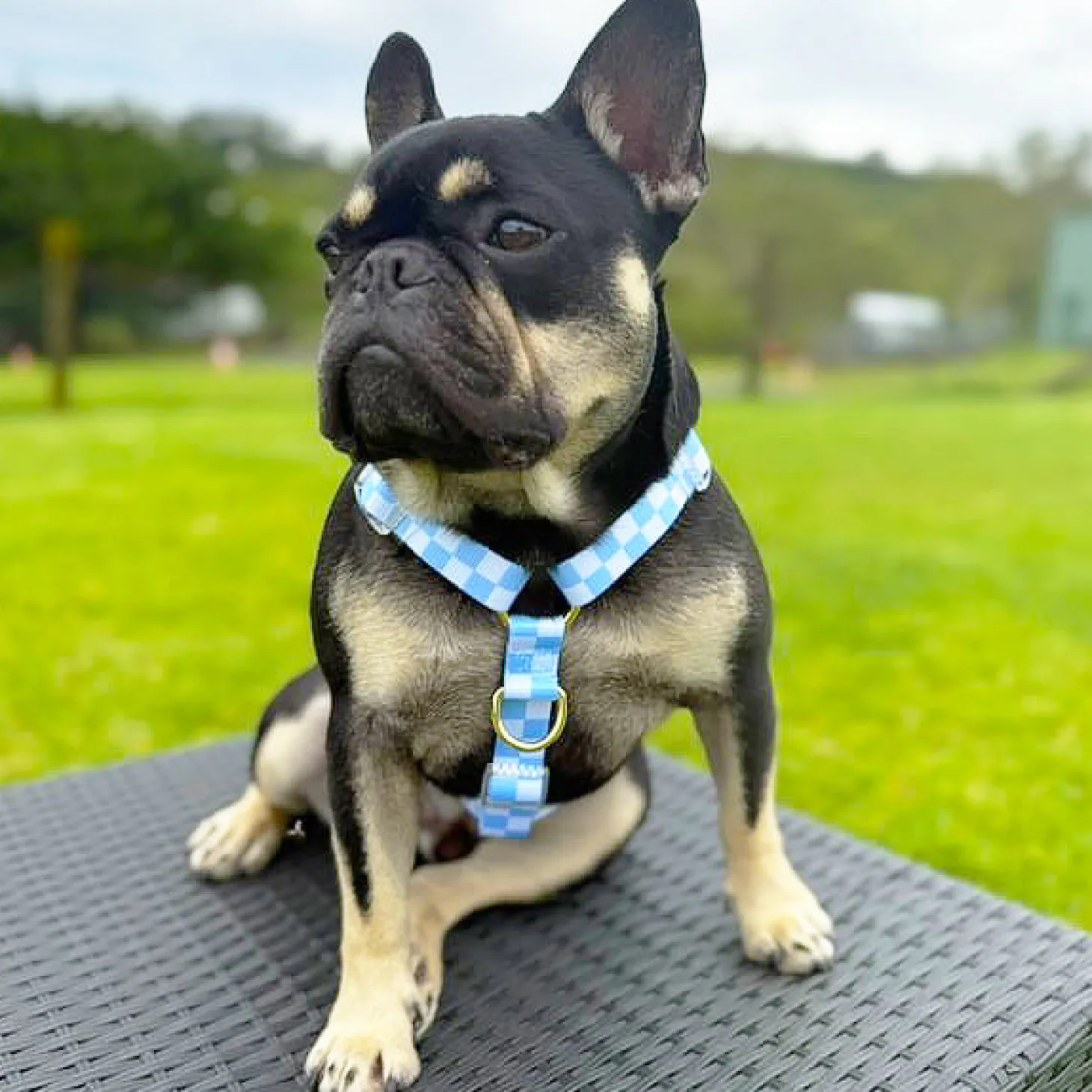 Sky Blue Check - Luxe Strap Harness