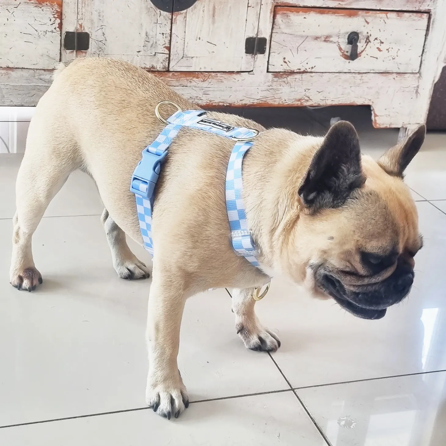 Sky Blue Check - Luxe Strap Harness