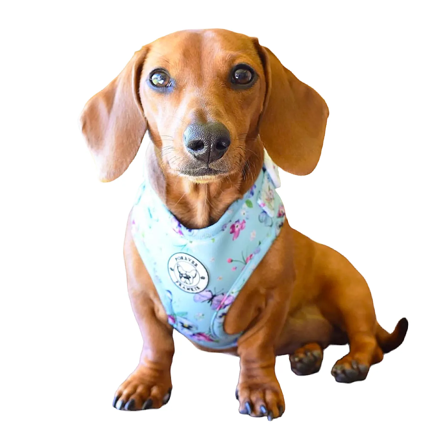 Spring Butterfly - Adjustable Harness