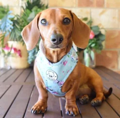 Spring Butterfly - Adjustable Harness