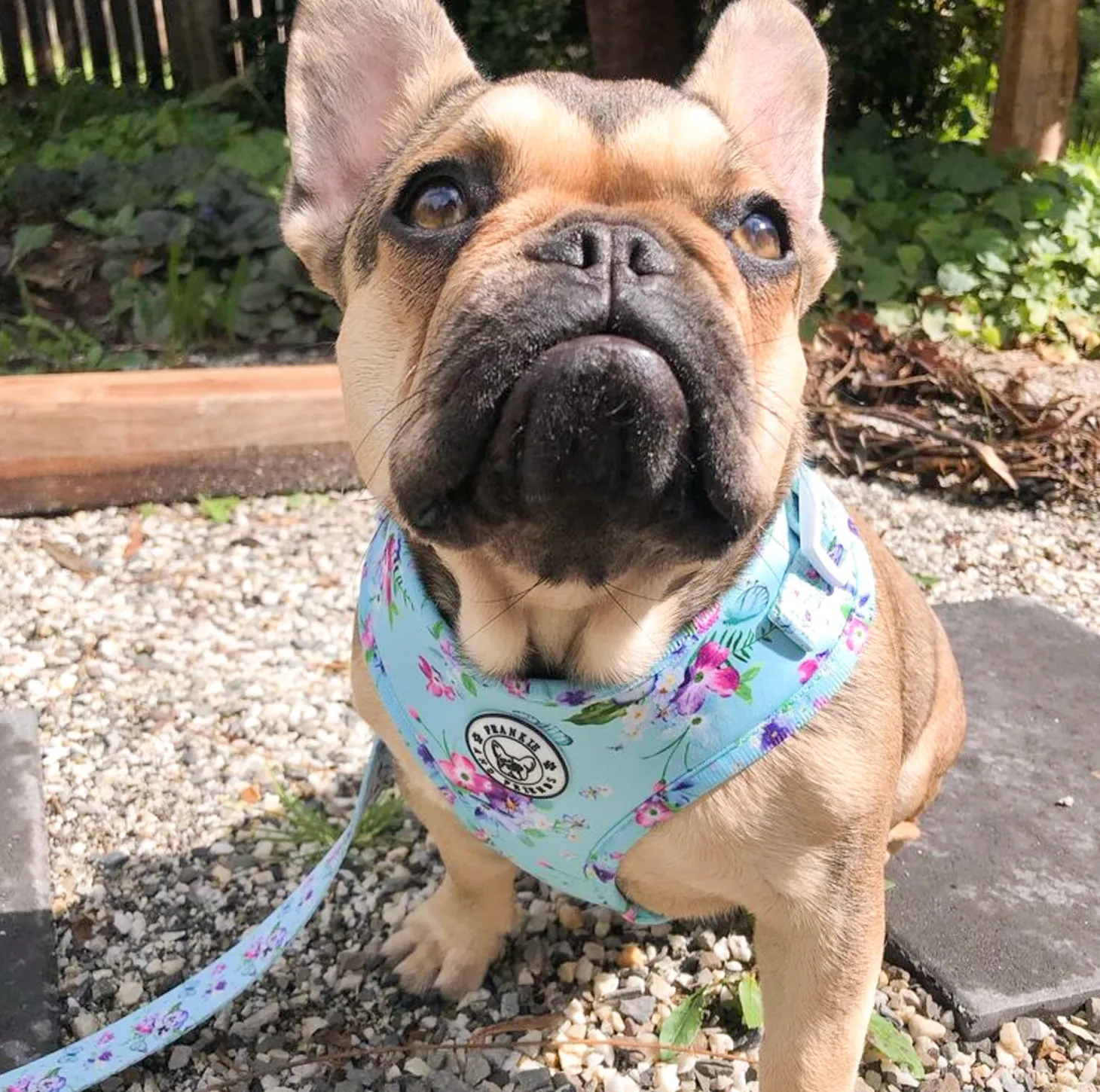 Spring Butterfly - Adjustable Harness