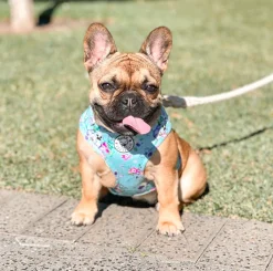 Spring Butterfly - Adjustable Harness