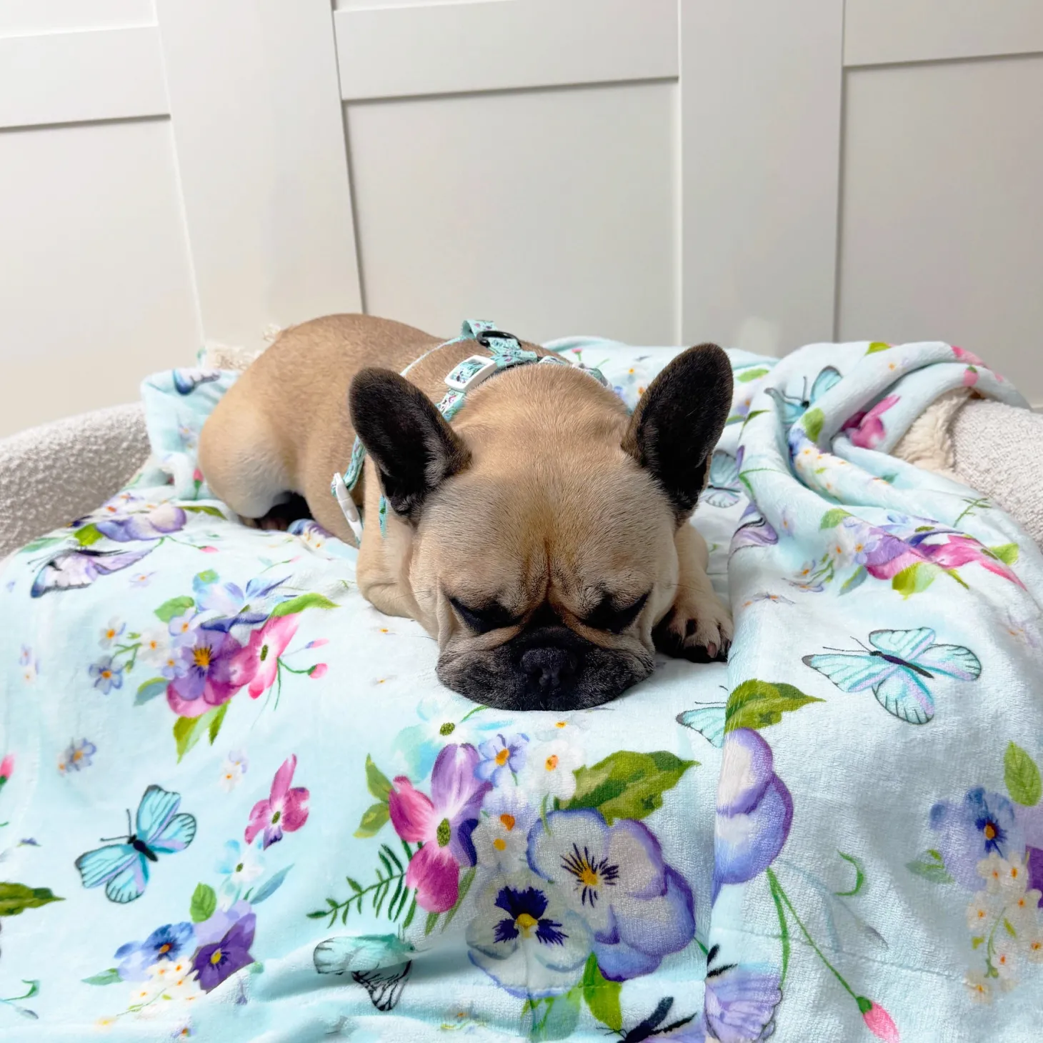 Spring Butterfly - Extra Soft Pet Blanket