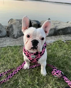 Strawberry Milk - Poop Bag Holder - End Of Line