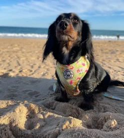 Summer Fling - Adjustable Harness